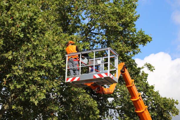 Best Local Tree Services  in Indian Wells, CA